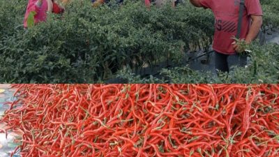 Upaya Perkuat Ketahanan Pangan, BUMDes Bagan Limau Panen Cabai CMK